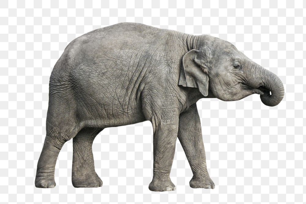 Animal png, Grey elephant ,transparent background