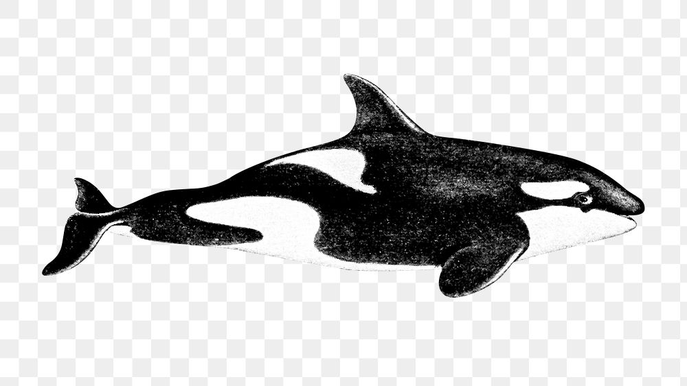 PNG orca vintage illustration on transparent background. Remixed by rawpixel. 