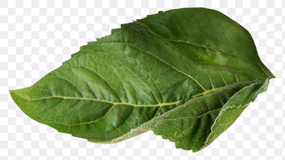 Leaf png, transparent background