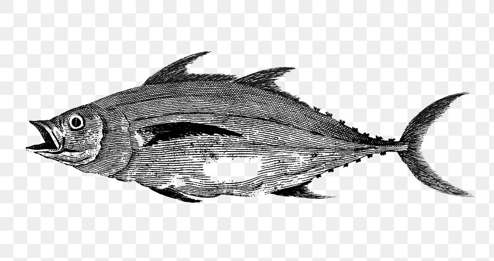 Frigate tuna png sticker, fish vintage illustration, transparent background