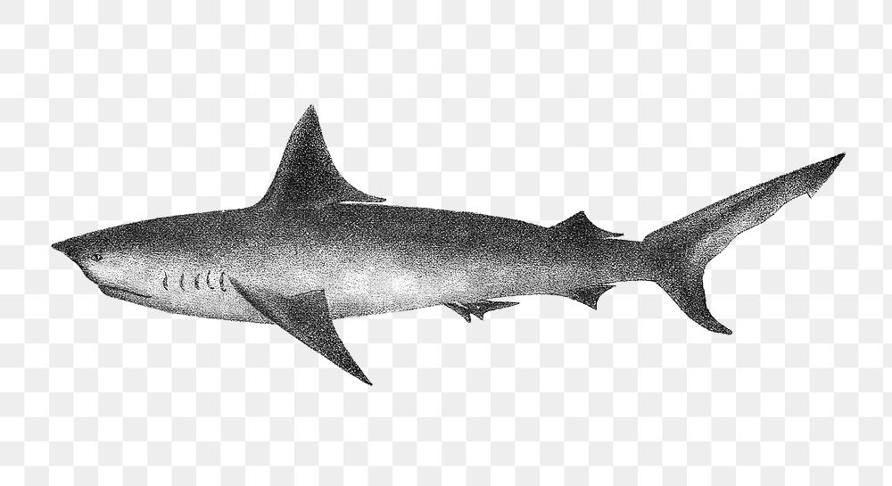 Png long-tailed Porbeagle shark sticker, transparent background