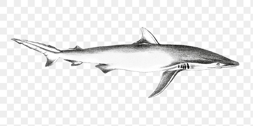 Shark png zoological illustration sticker, transparent background