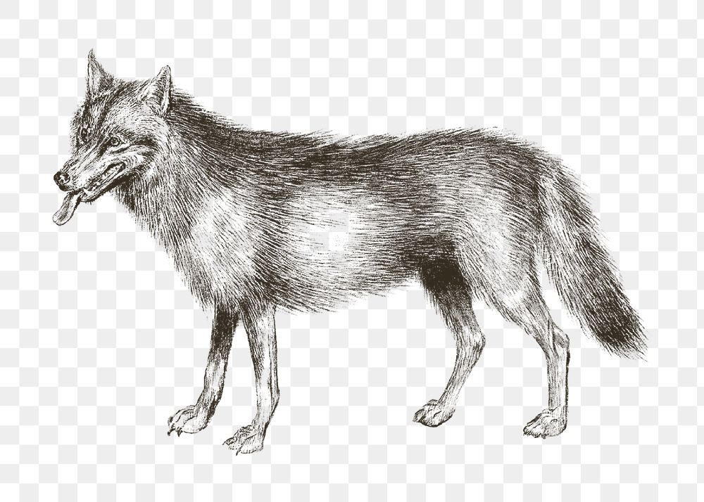 Vintage wolf png animal illustration, transparent background. Remixed by rawpixel. 