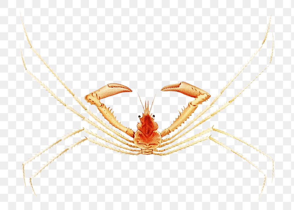Crab png vintage illustration, transparent background