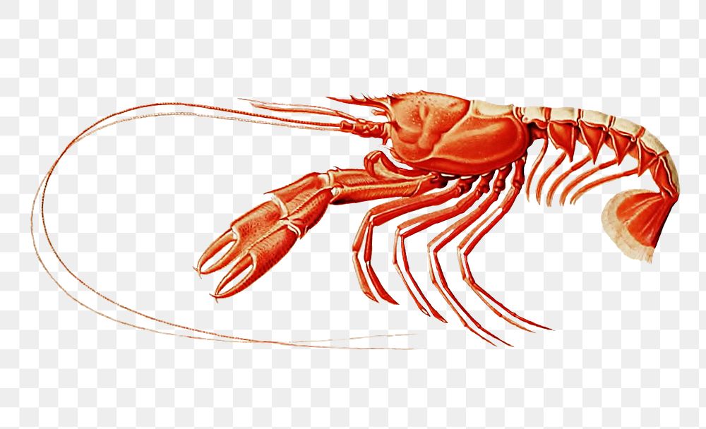 Png scarlett clawed lobster, transparent background