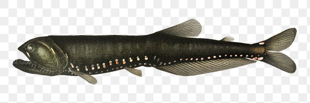 Animal png vintage illustration, deep sea fish on transparent background