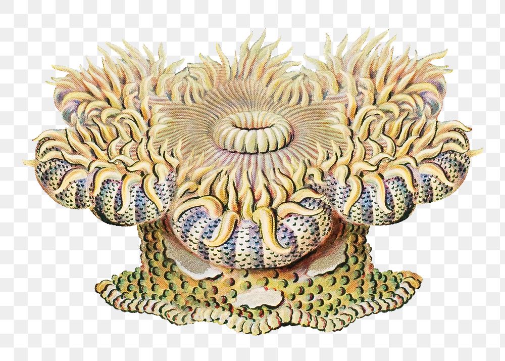 Haeckel Actiniae png, marine life illustration by Ernst Haeckel, transparent background. Remixed by rawpixel.