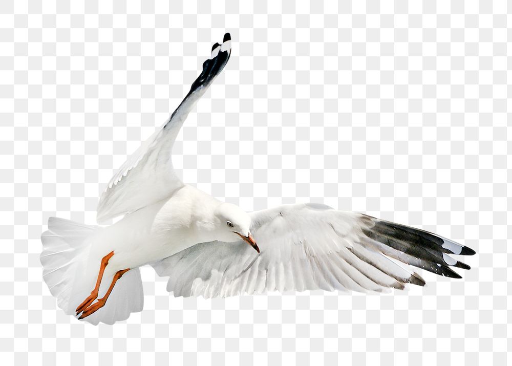 Gull bird png, transparent background