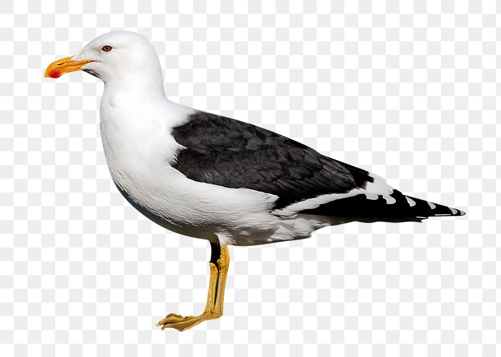 Black gulls png, transparent background