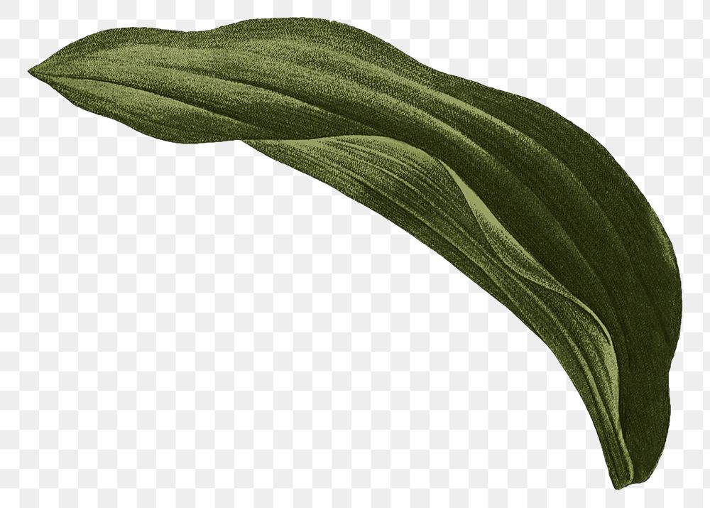 PNG vintage dark green leaf, transparent background