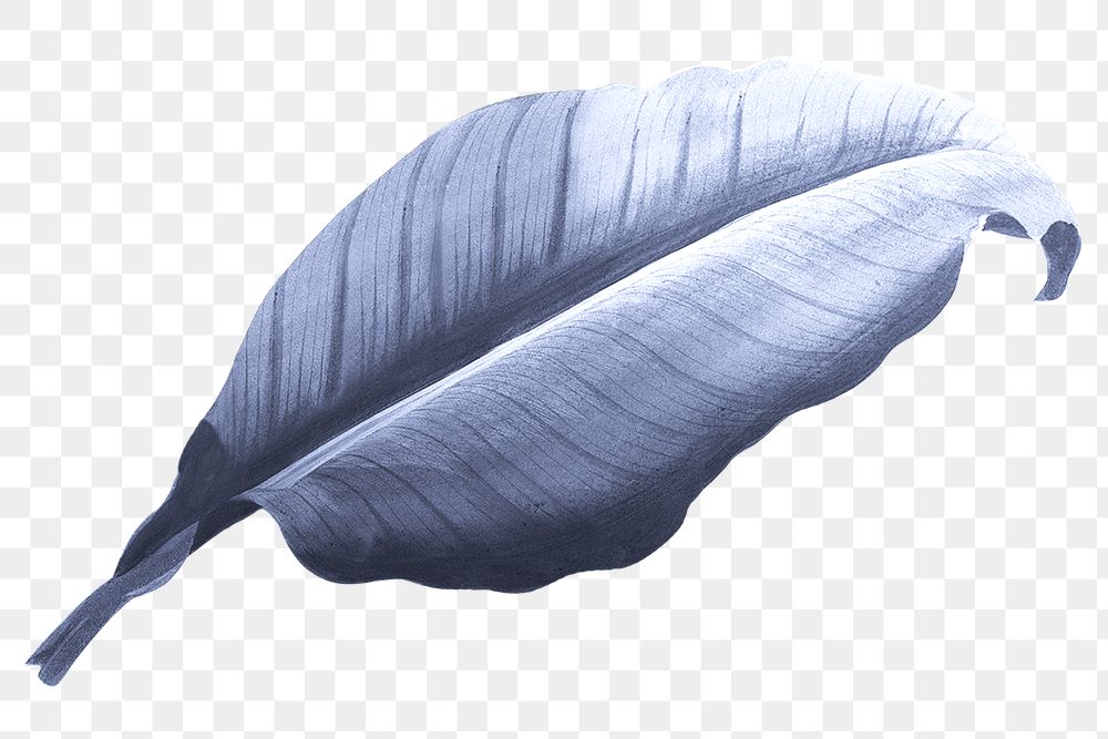 Blue leaf png vintage, transparent background