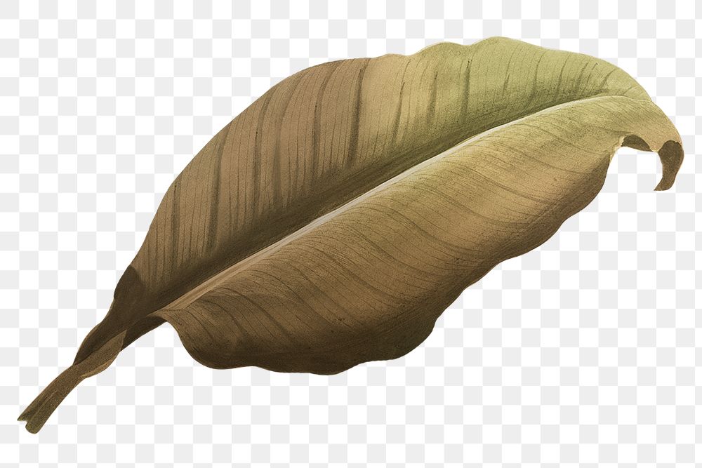 PNG Autumn brown leaf, transparent background