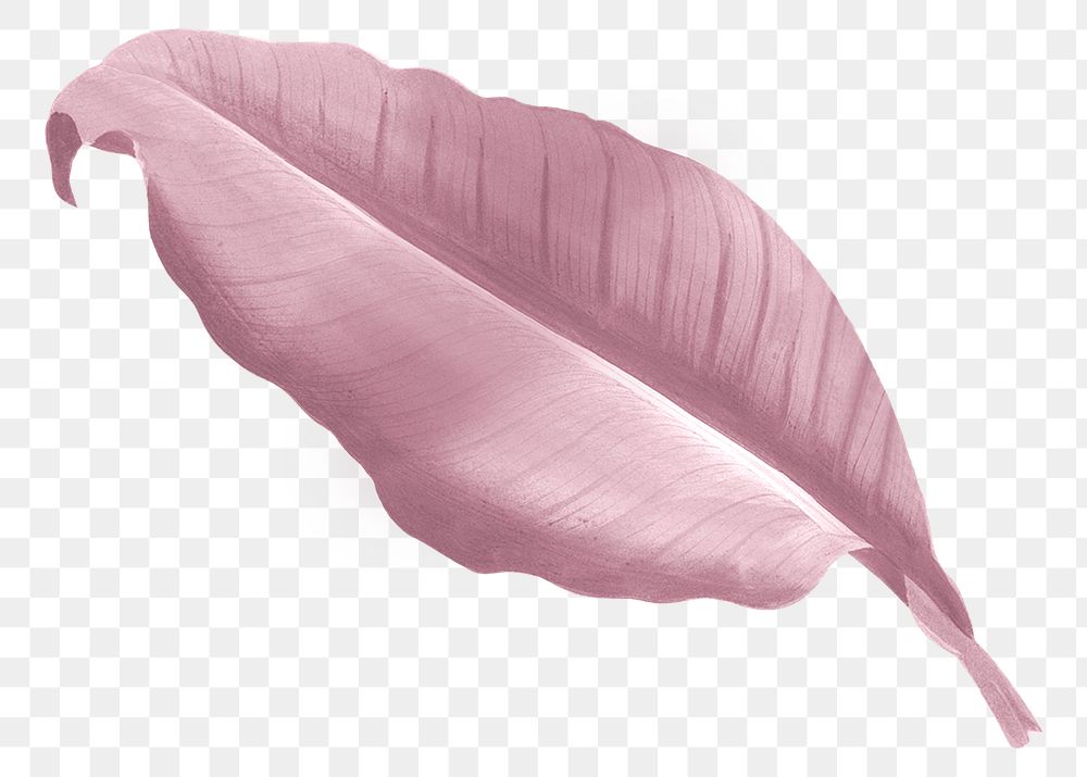 Autumn pink leaf png, transparent background