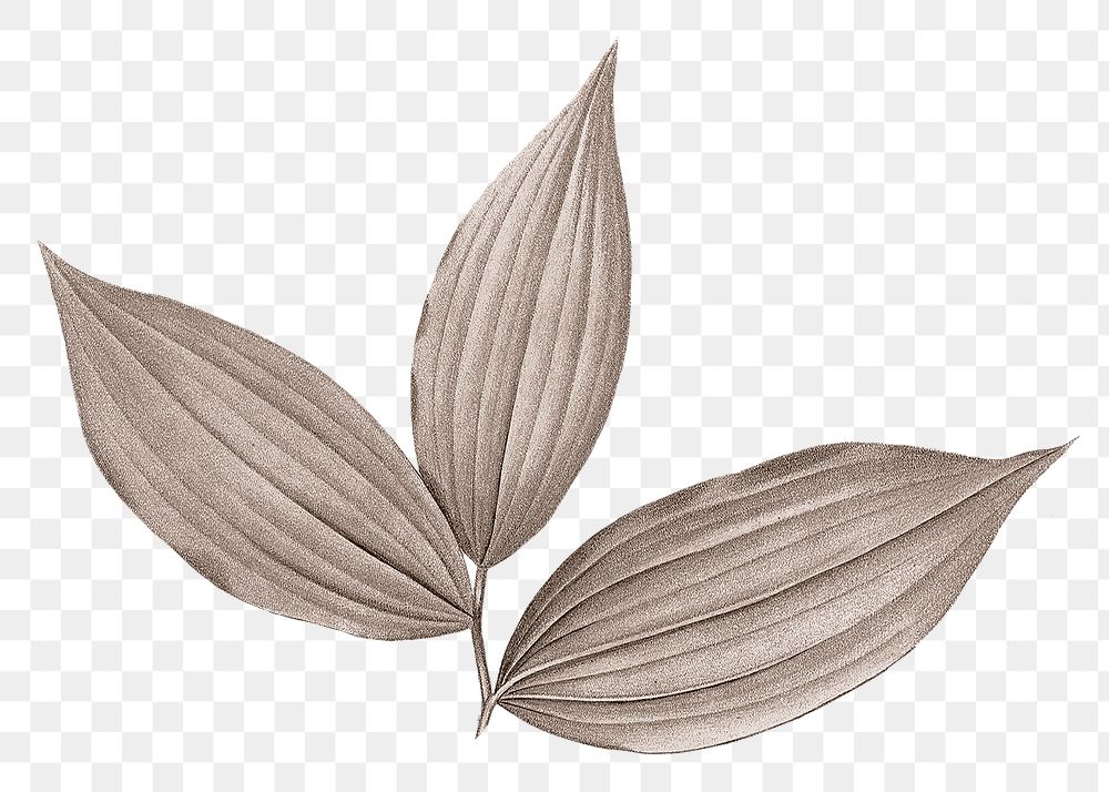 PNG vintage gray leaf, transparent background