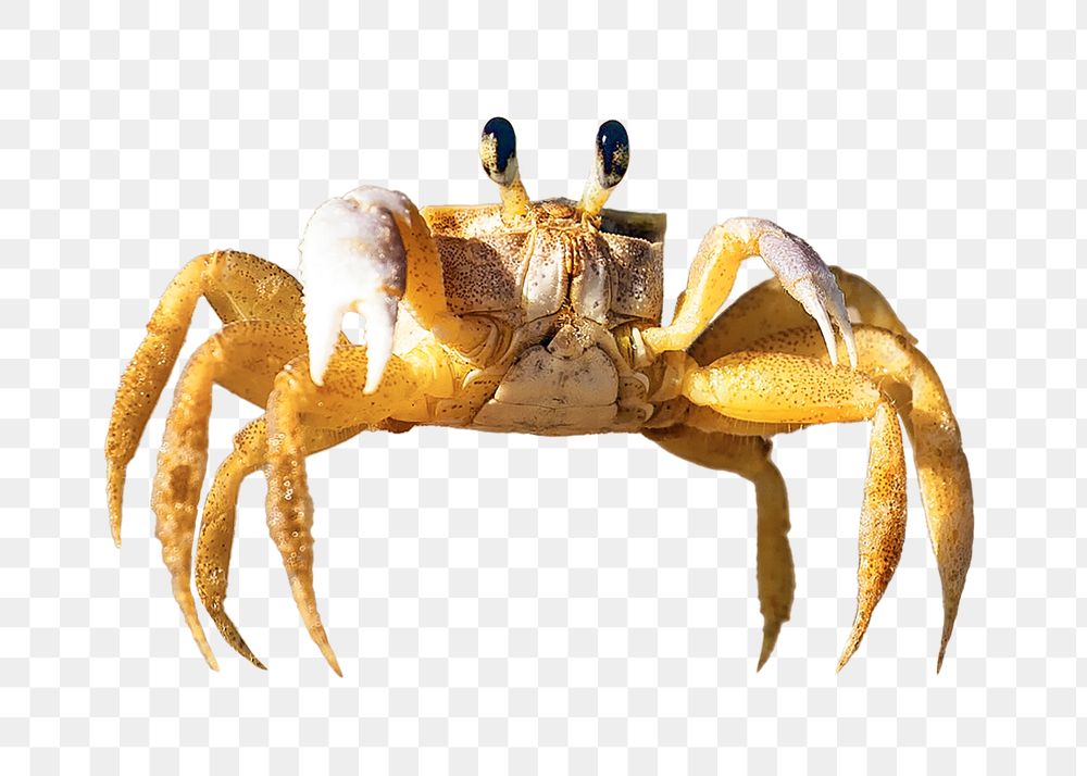 Crab png collage element, transparent background