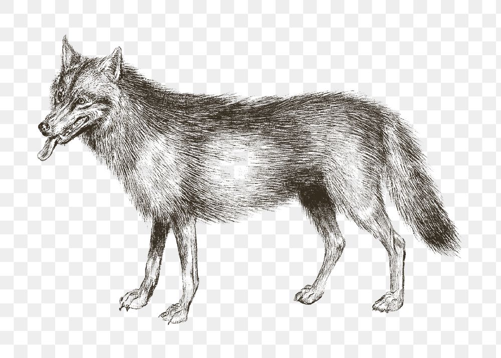 Wolf png vintage illustration, transparent background