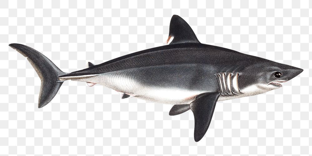 Vintage shark png, transparent background. Remixed by rawpixel. 
