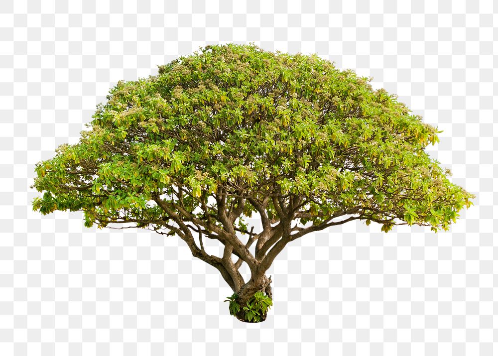 PNG Lone tree , transparent background