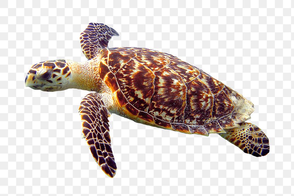 Sea turtle png sticker, sea animal on transparent background