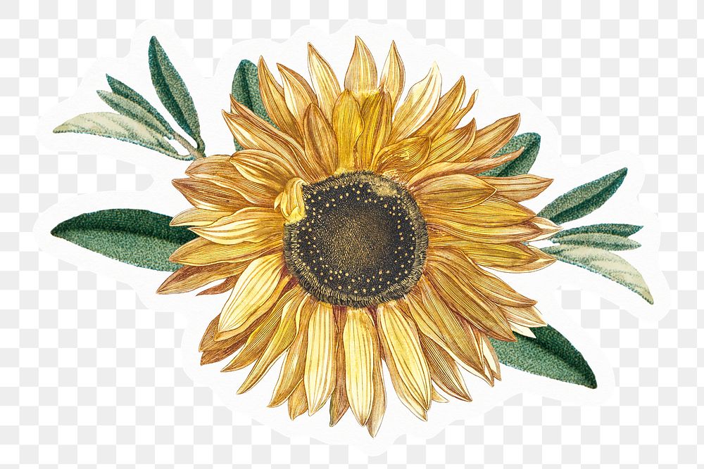 Sunflower  png sticker, drawing illustration, transparent background