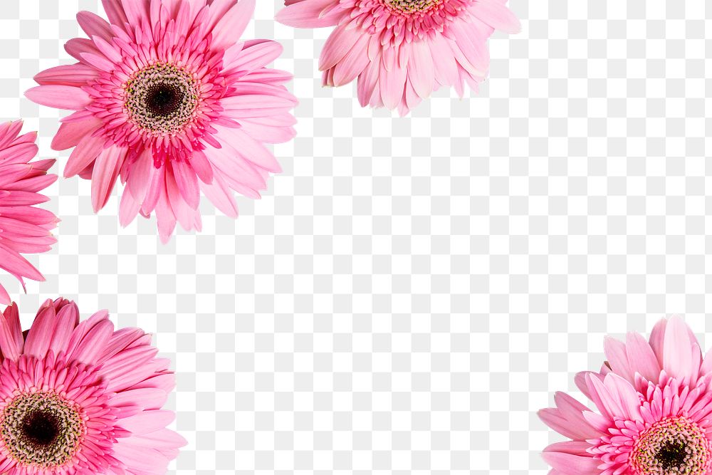 Pink daisy png, flower frame, transparent background