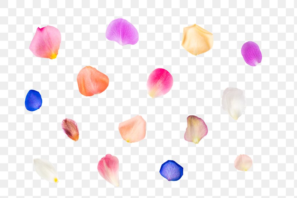 PNG colorful flower petal set, transparent background