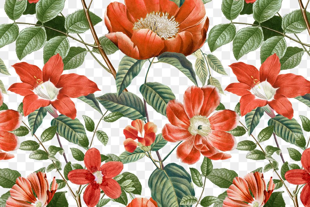 Red flower png pattern clipart, transparent background, remixed from original artworks by Pierre Joseph Redout&eacute;