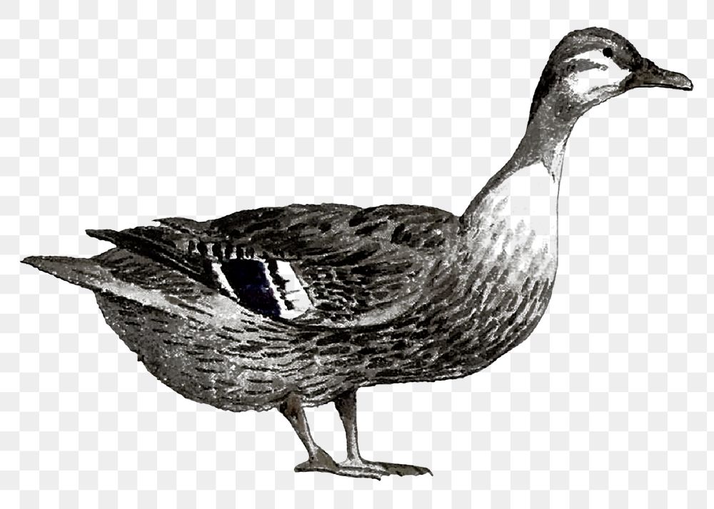 Duck png realistic sticker, black & white, transparent background