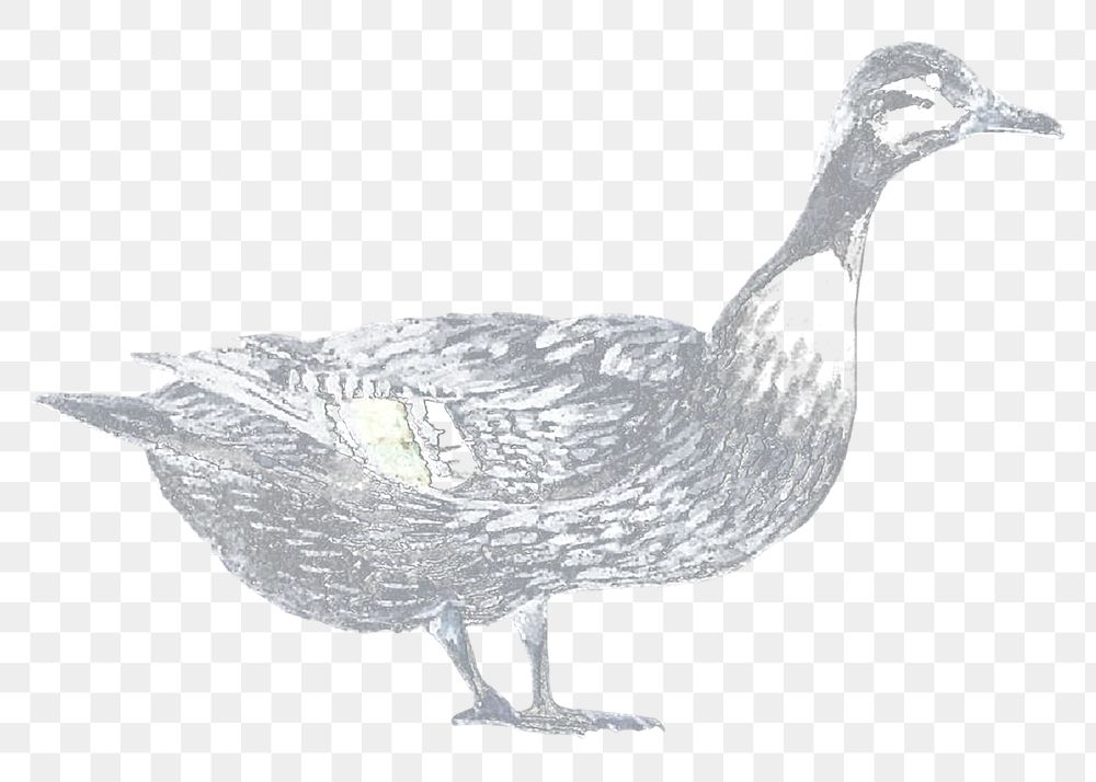 Duck png realistic sticker, negative color, transparent background