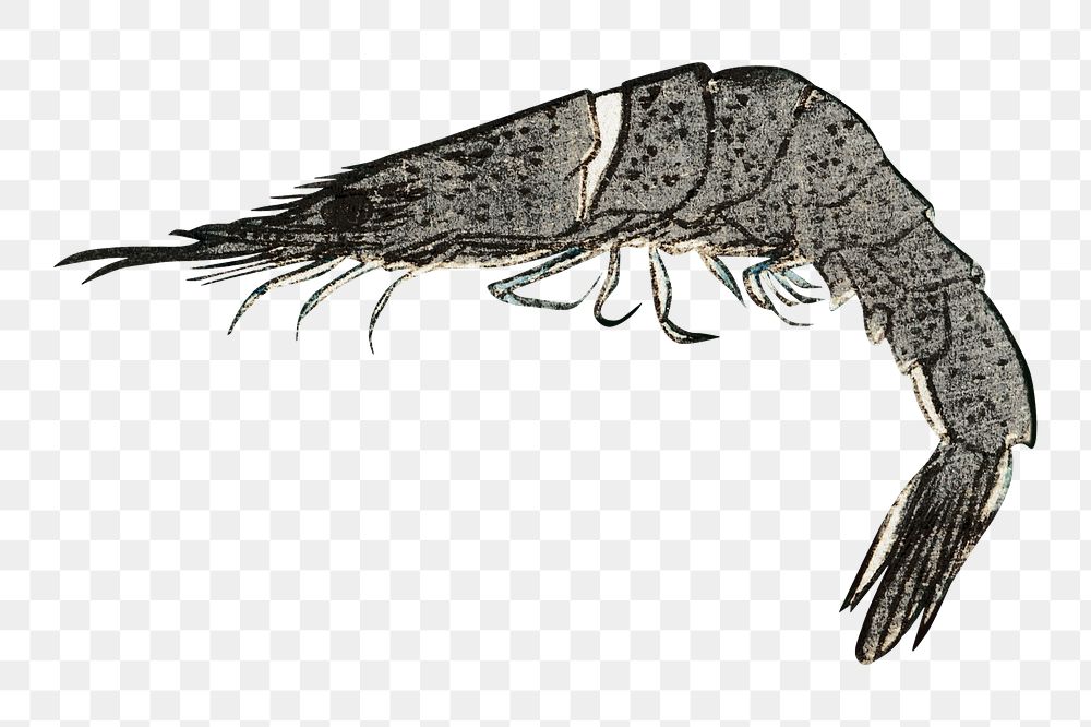 Japanese prawn png sticker, transparent background.    Remastered by rawpixel. 