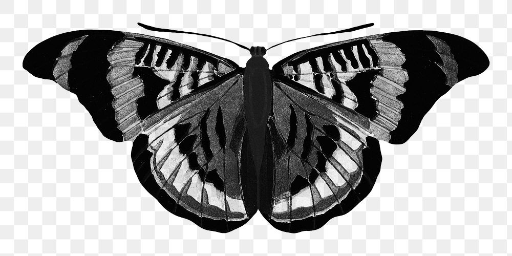 Black butterfly png sticker, vintage insect on transparent background. Remixed from the artwork of E.A. Séguy.