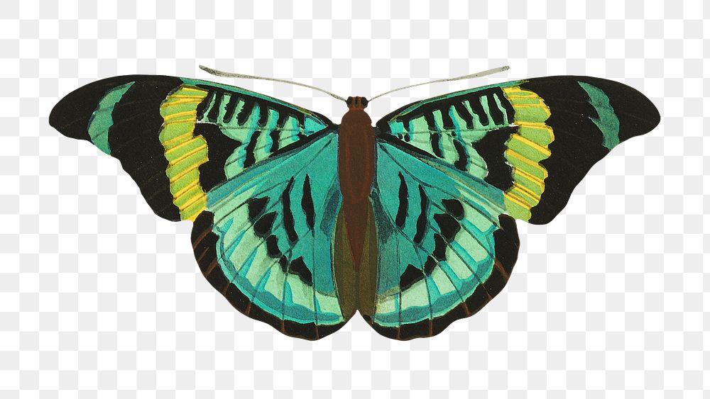E.A. S&eacute;guy's green butterfly png sticker, exotic insect on transparent background. Remixed by rawpixel