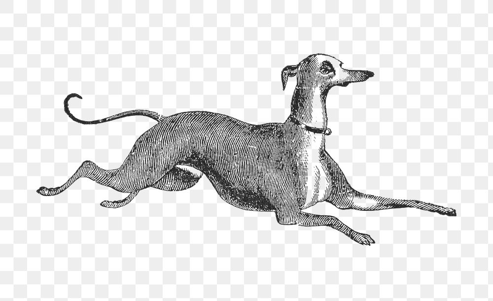 Italian Greyhound dog png sticker, vintage animal on transparent background.  Remastered by rawpixel