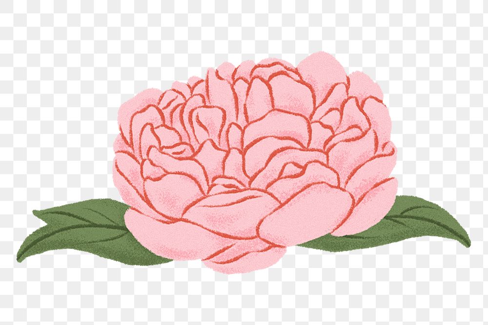 Pink peony png flower sticker, transparent background