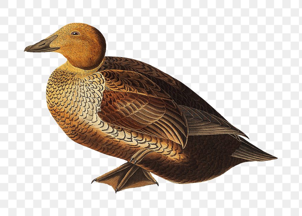 King duck png bird sticker, transparent background