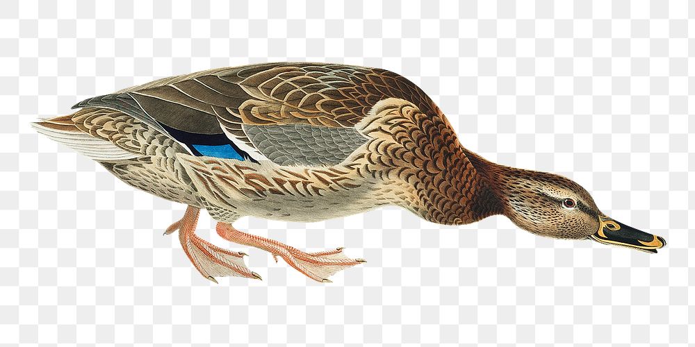 Mallard duck png bird sticker, transparent background
