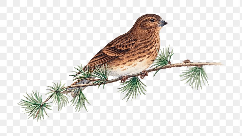 Common Rose Finch png bird sticker, vintage animal illustration, transparent background