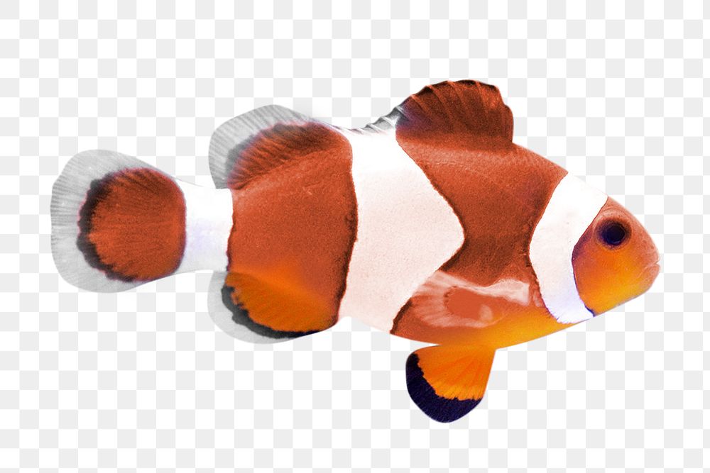 Clownfish png sticker, animal image, transparent background