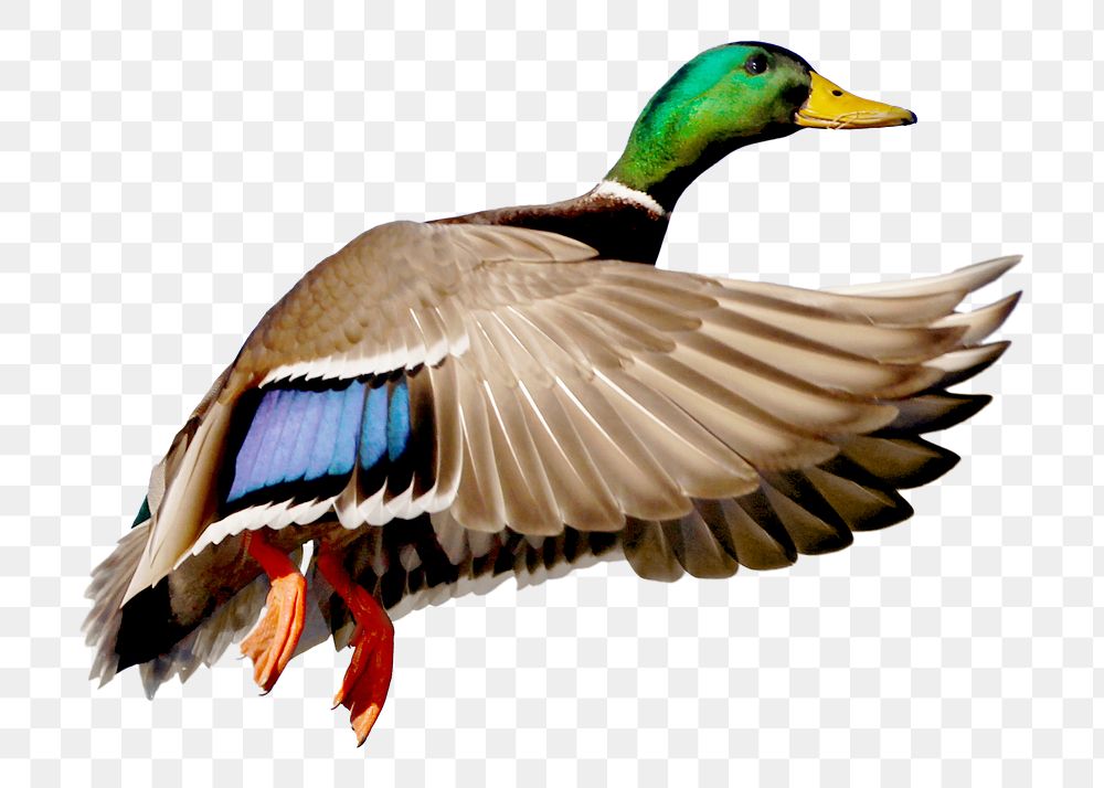 Mallard duck png, transparent background