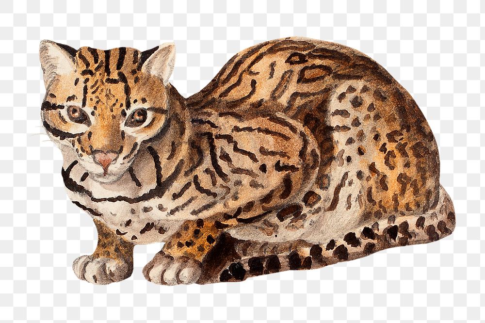Northern tiger cat png watercolor illustration element, transparent background. Remixed from vintage artwork by rawpixel.
