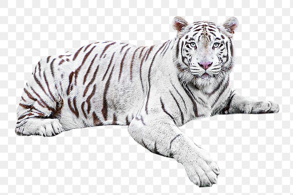 Bengal tiger png, design element, transparent background