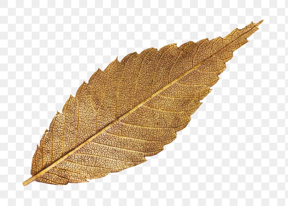 Golden leaf png, transparent background