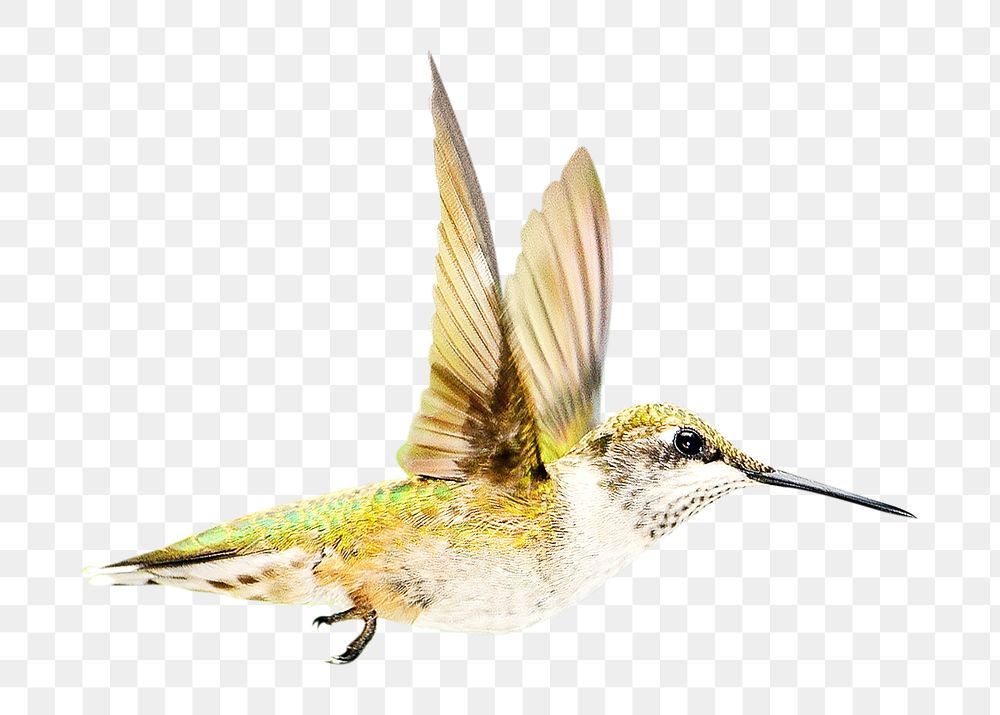 Flying hummingbird png, collage element, transparent background