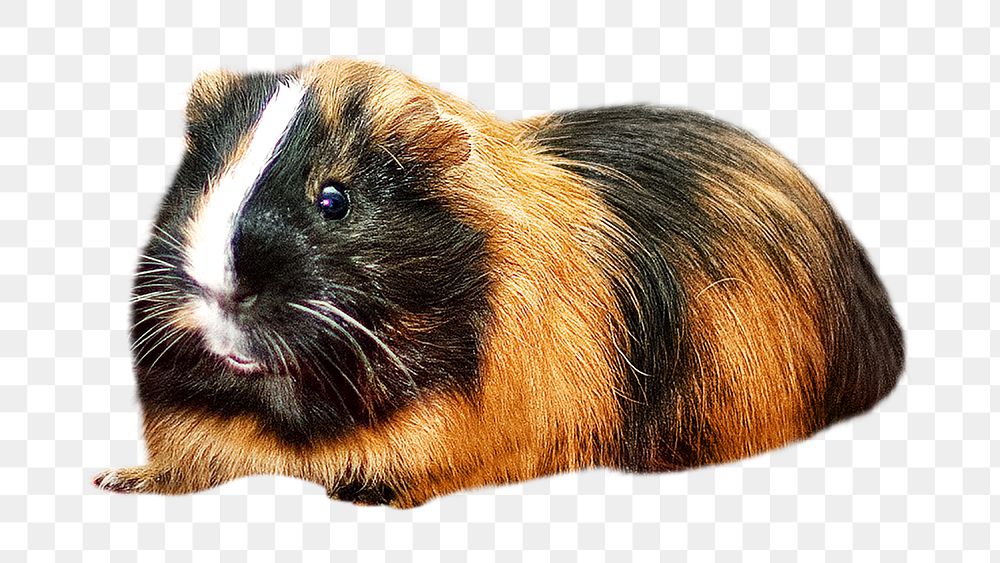 Guinea pig png, design element, transparent background