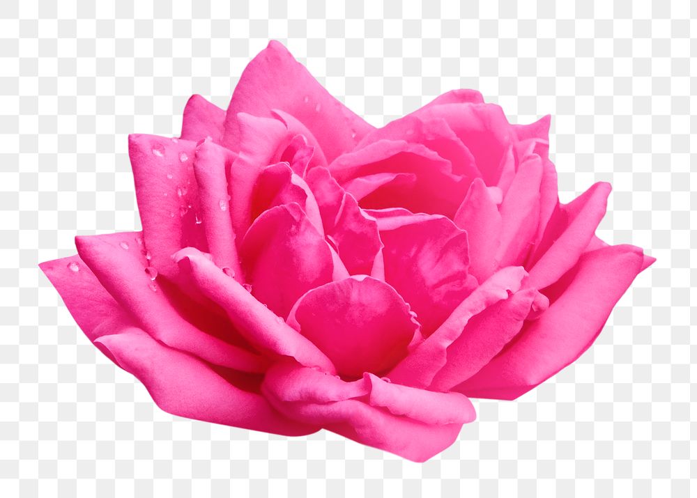 Pink rose png flower, transparent background