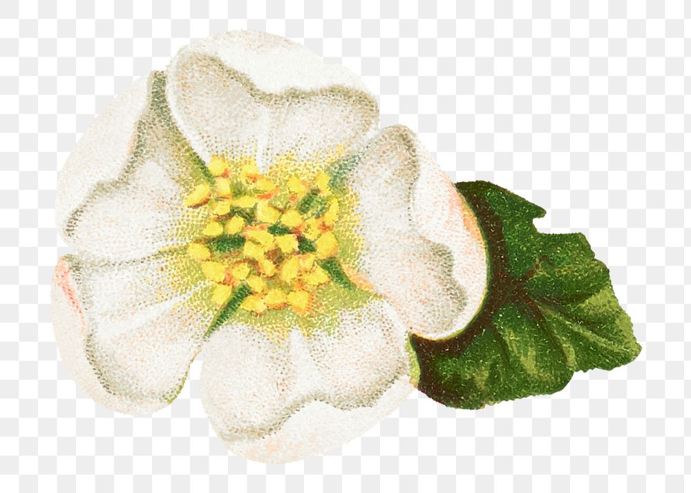 White flower png vintage helleborus niger, transparent background. Remixed by rawpixel.