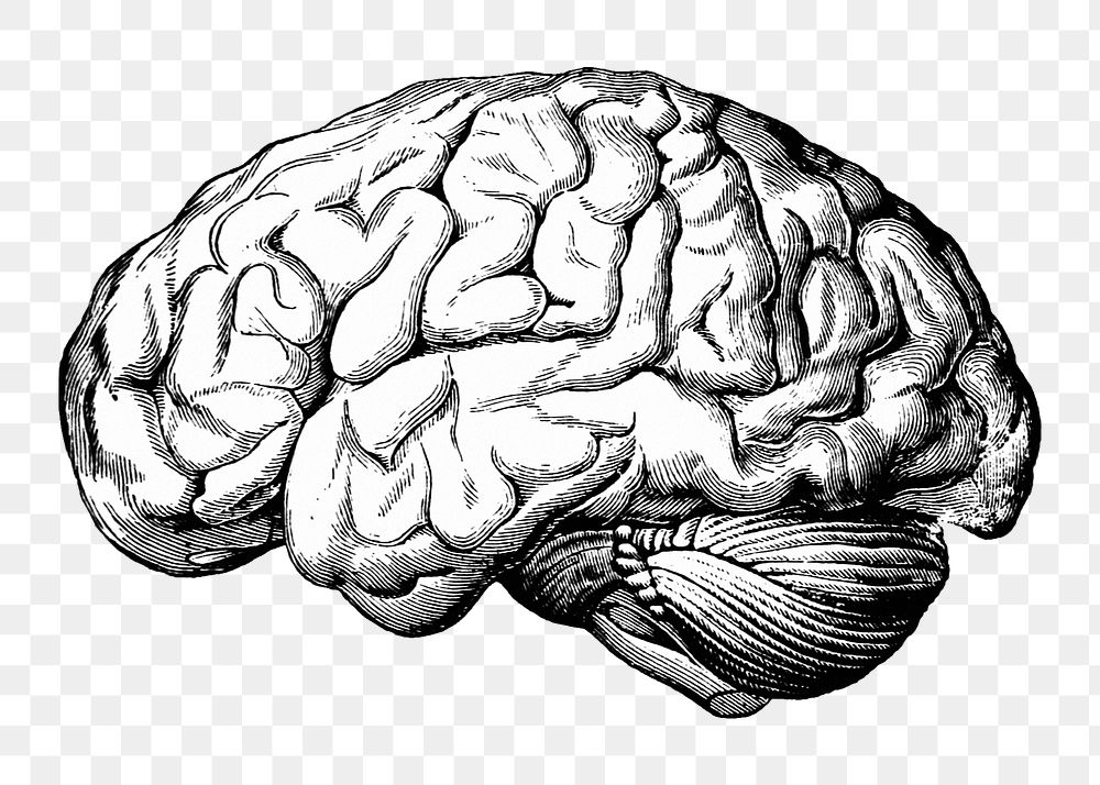 PNG Brain, medical illustration, transparent background