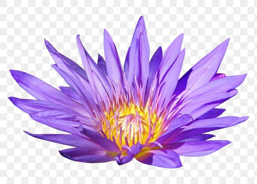 Purple water lily png flower, transparent background