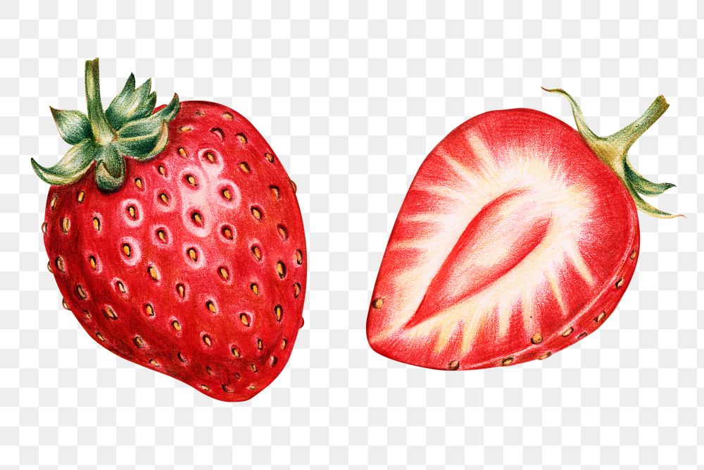 42600 Strawberry Drawing Stock Photos Pictures  RoyaltyFree Images   iStock  Vintage strawberry drawing