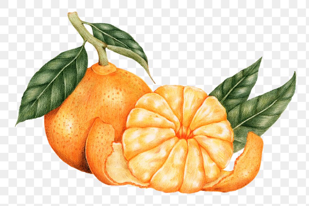 Hand drawn tangerine fruit sticker design element